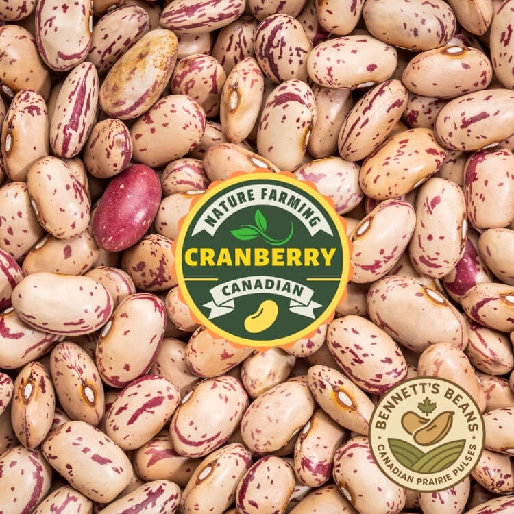 Bulk Canadian Cranberry (Borlotti) beans – red-streaked Grade 1 exports