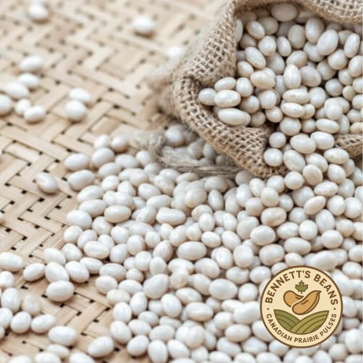 Canadian White Navy Beans (PEA) – Bulk Supplier & Exporter