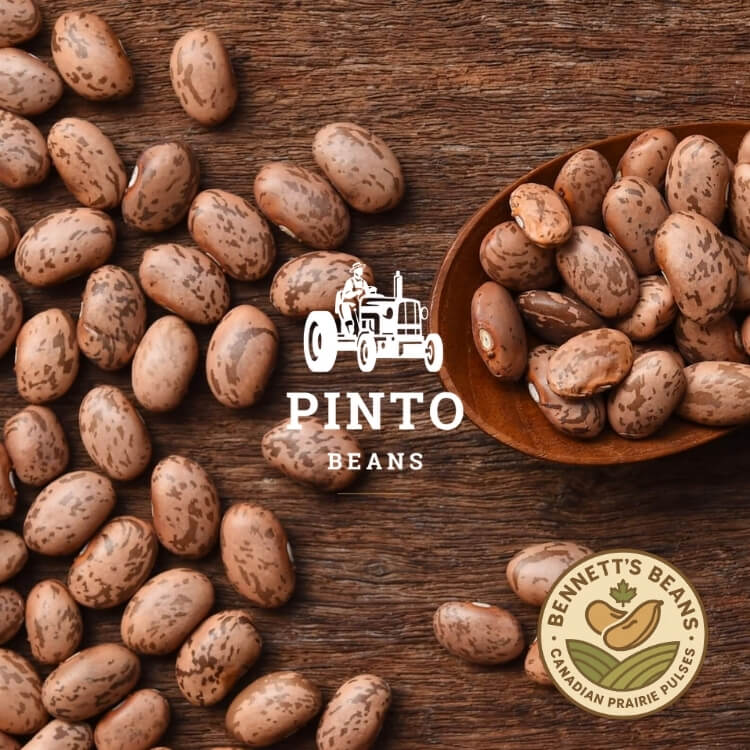Canadian Pinto Beans – Bulk Supplier & Exporter