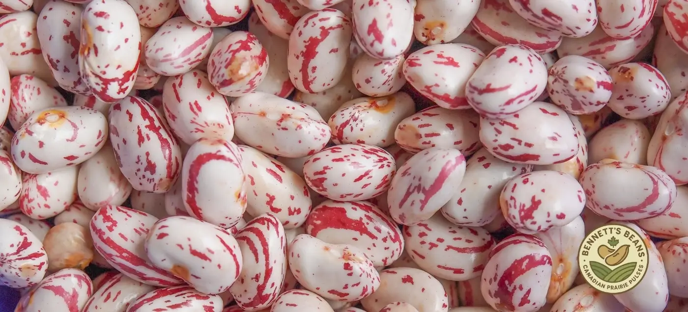 Canadian cranberry beans illustrating lot-confirmed export specifications and buyer-aligned quality targets