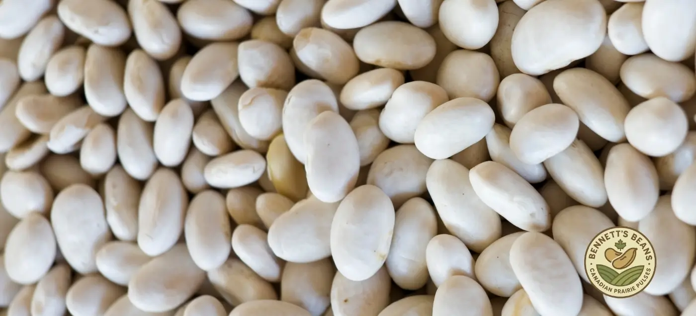 Canadian Great Northern beans illustrating size profile and retort-ready processing performance