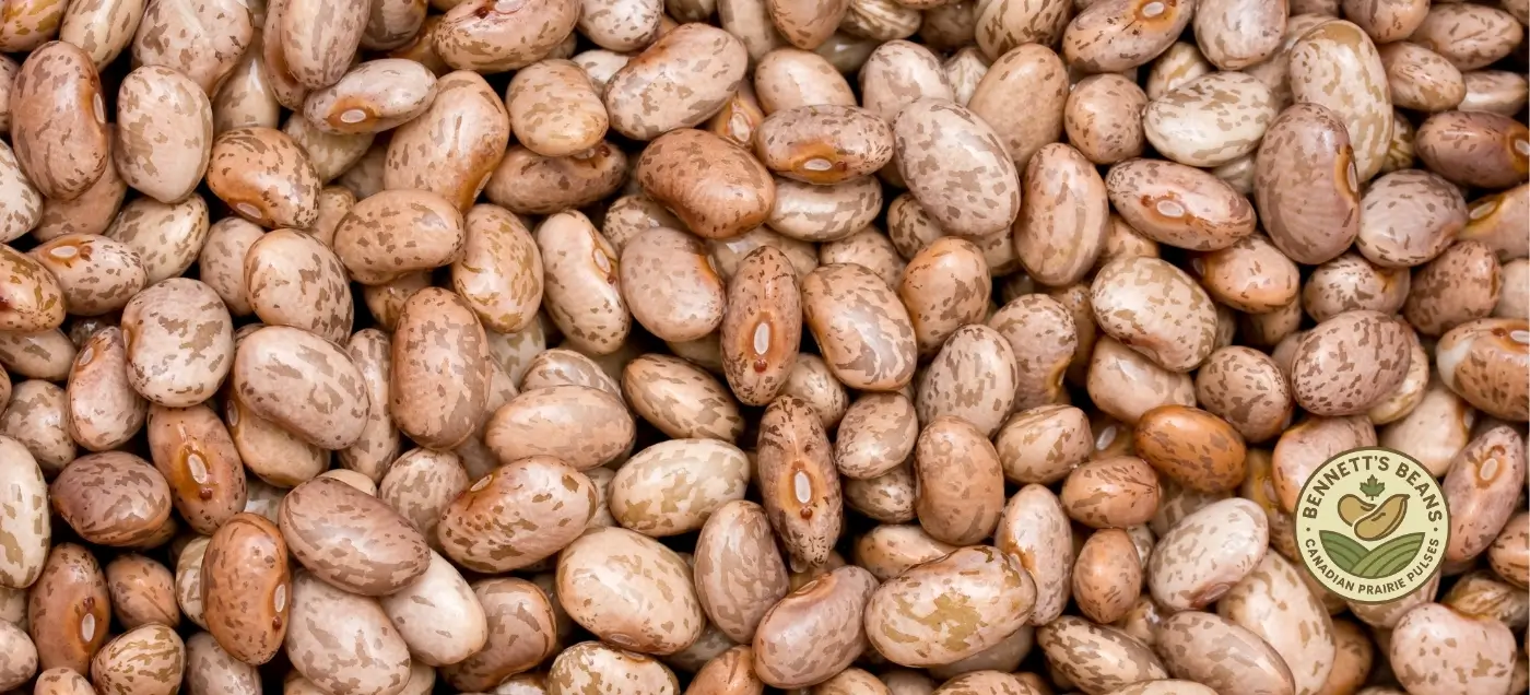 Canadian pinto beans for bulk export, wholesale, and food manufacturing programs