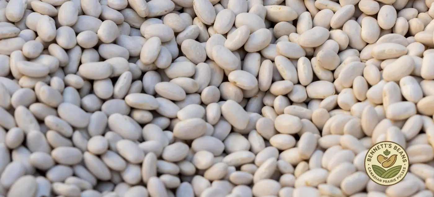 Canadian Great Northern beans for retort-ready export, bulk supply, and food manufacturing programs