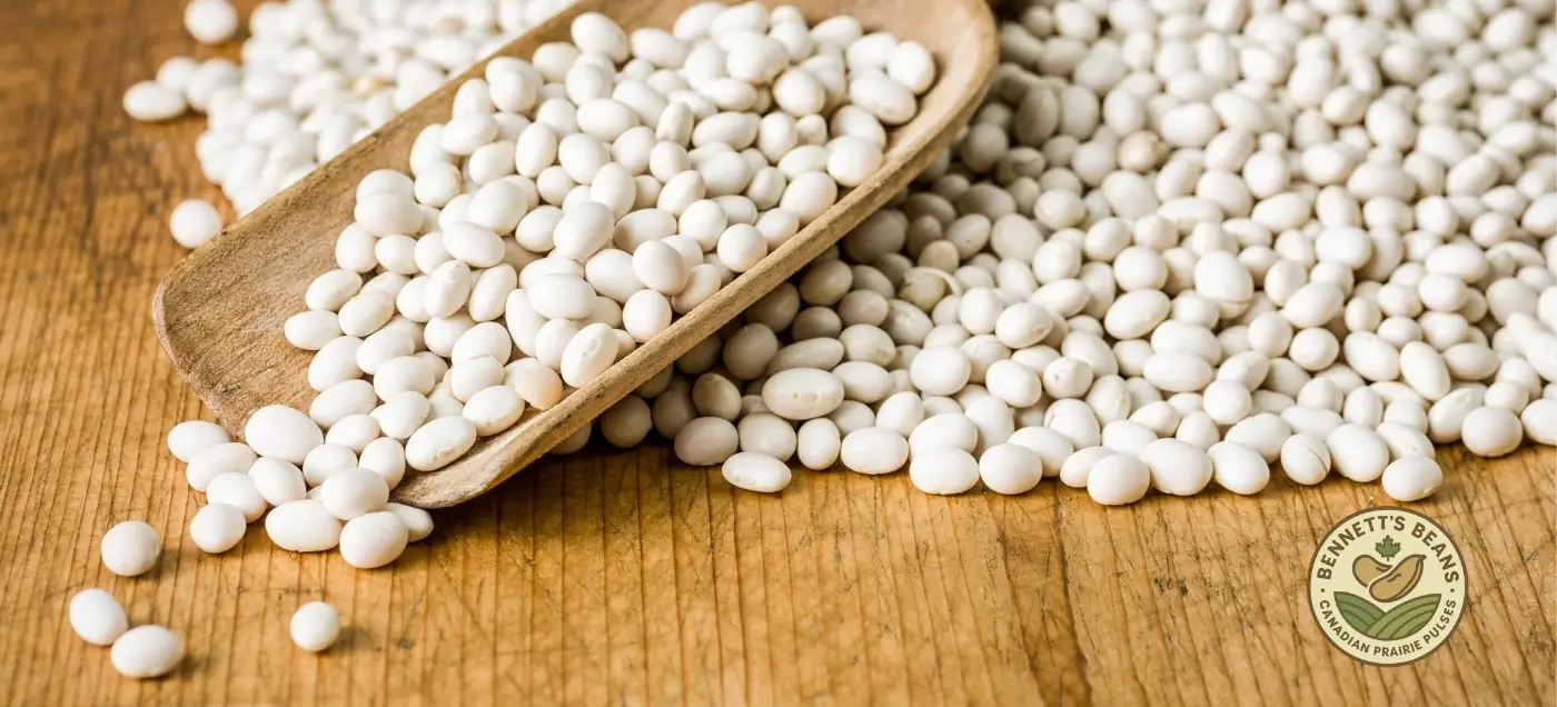 Canadian navy beans for wholesale, bulk export, canning, and food manufacturing programs