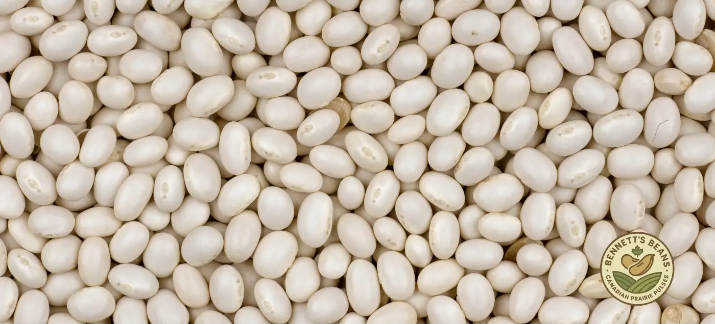 Canadian navy beans illustrating lot-confirmed export specifications and quality targets