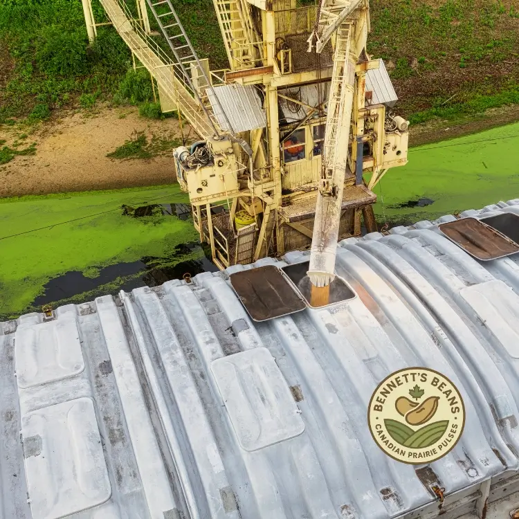 Lot-specific certificate of analysis for Canadian dry bean export shipments