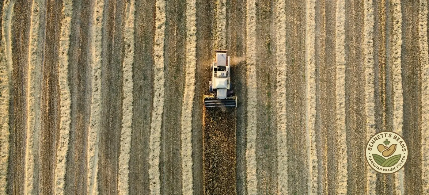 Canadian dry bean harvest representing export specification and grading programs