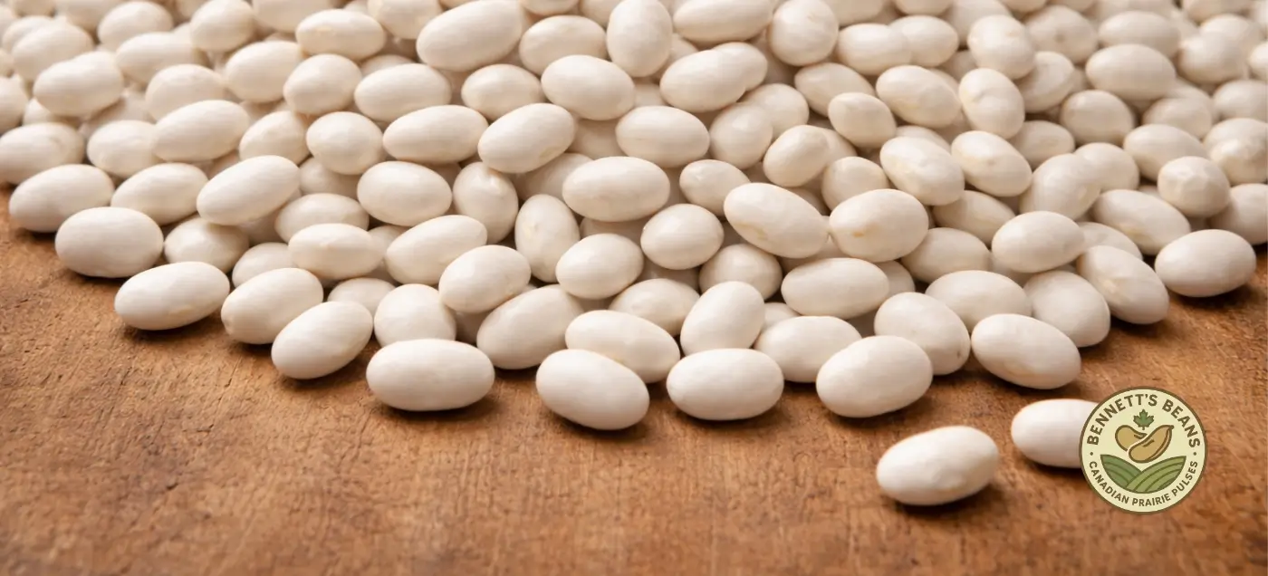 Canadian Otebo beans for importers, specialty ingredient buyers, and food manufacturers