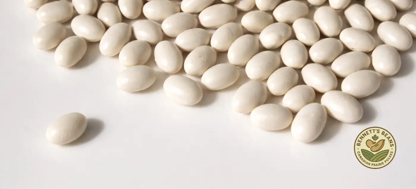 Canadian Otebo beans for bulk export, specialty ingredient programs, and food manufacturing